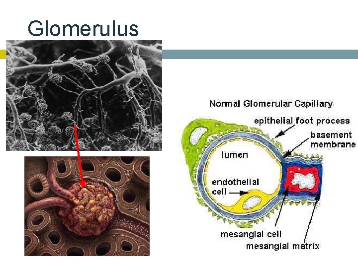 Glomerulus 