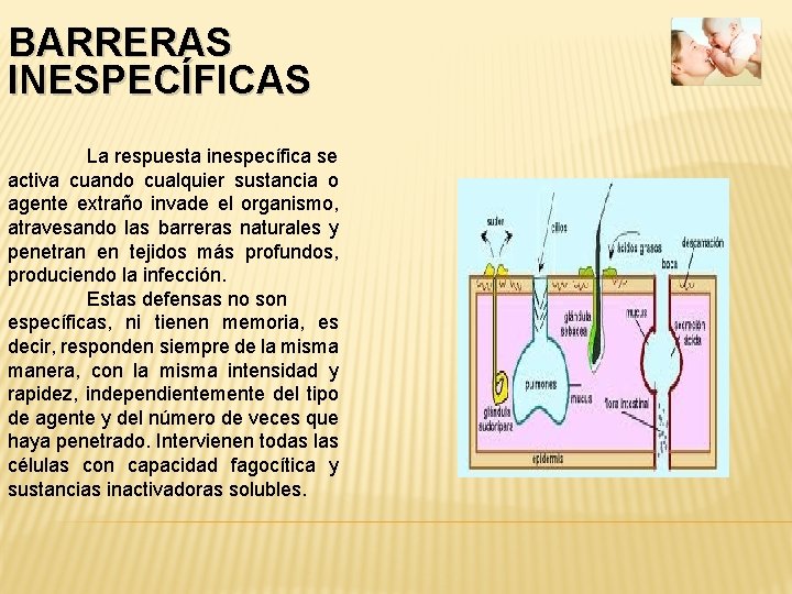 BARRERAS INESPECÍFICAS La respuesta inespecífica se activa cuando cualquier sustancia o agente extraño invade