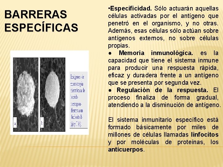 BARRERAS ESPECÍFICAS • Especificidad. Sólo actuarán aquellas células activadas por el antígeno que penetró