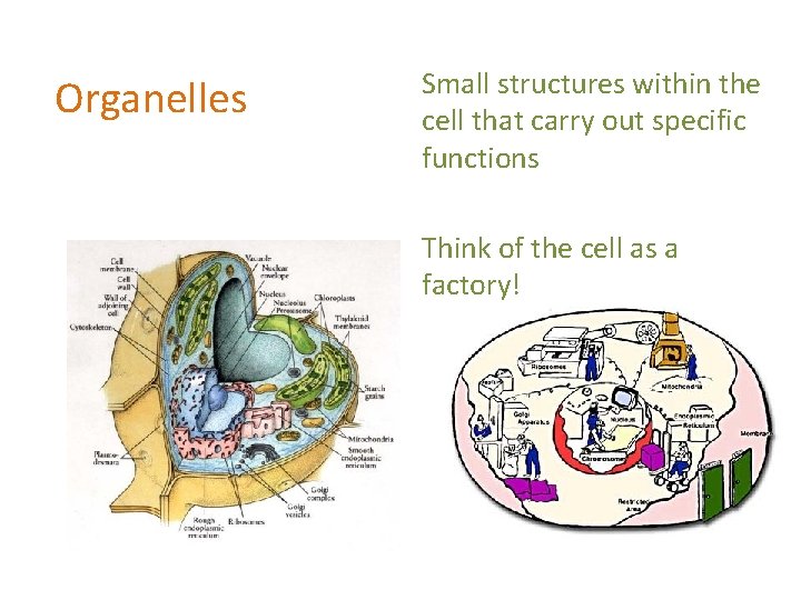 Organelles Small structures within the cell that carry out specific functions Think of the