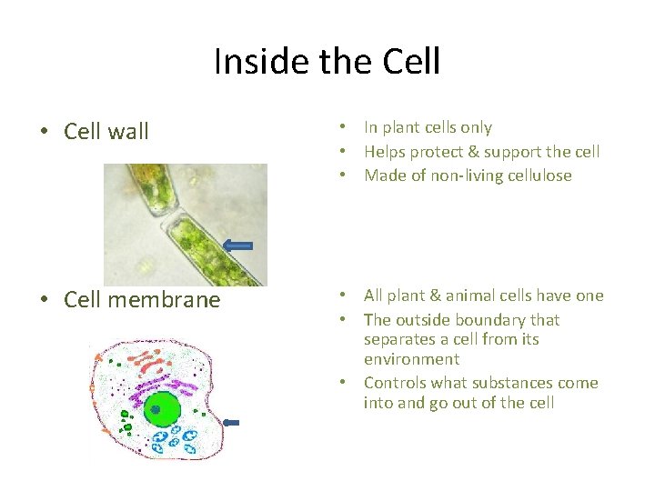 Inside the Cell • Cell wall • In plant cells only • Helps protect