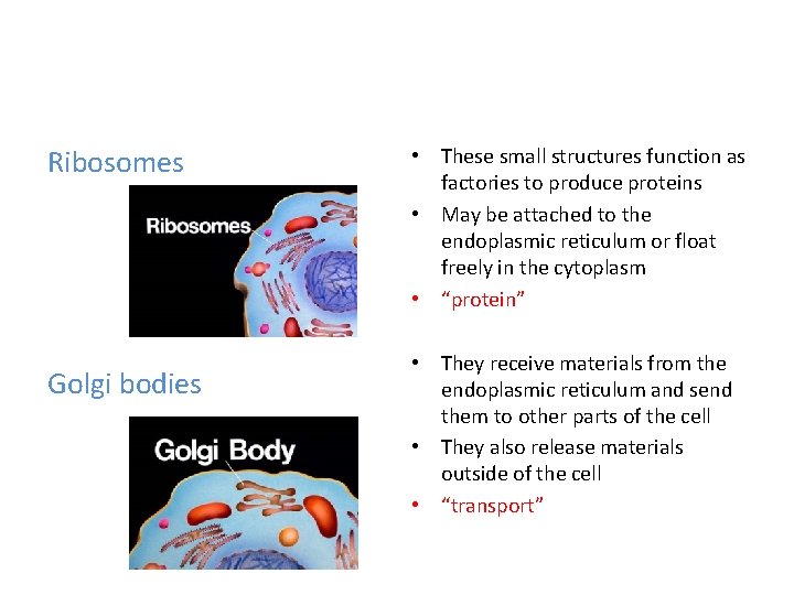 Ribosomes Golgi bodies • These small structures function as factories to produce proteins •