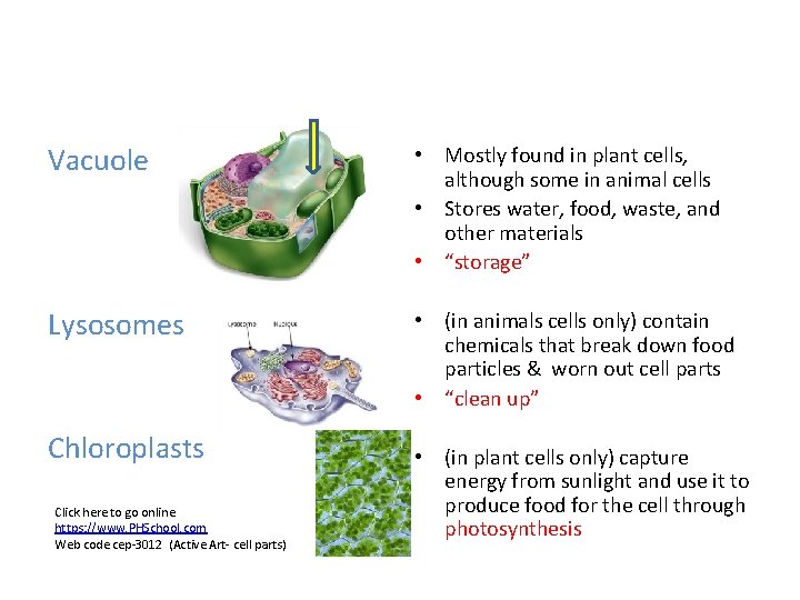 Vacuole • Mostly found in plant cells, although some in animal cells • Stores