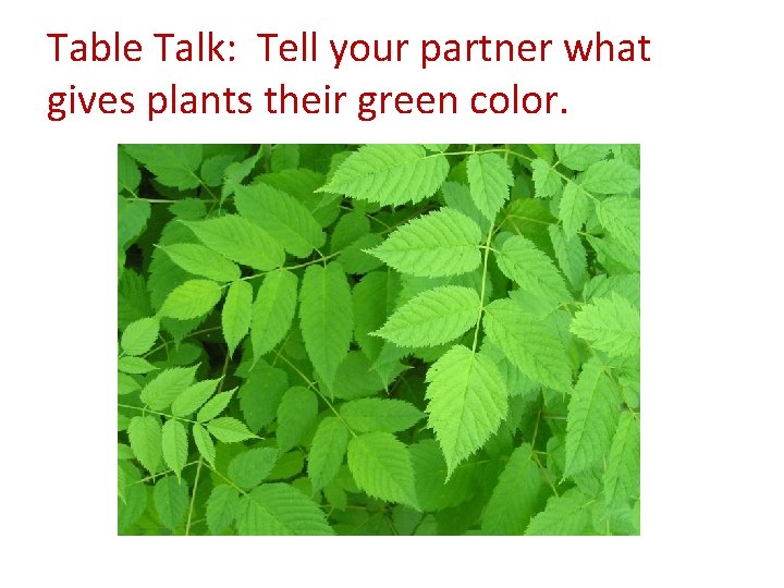 Table Talk: Tell your partner what gives plants their green color. 