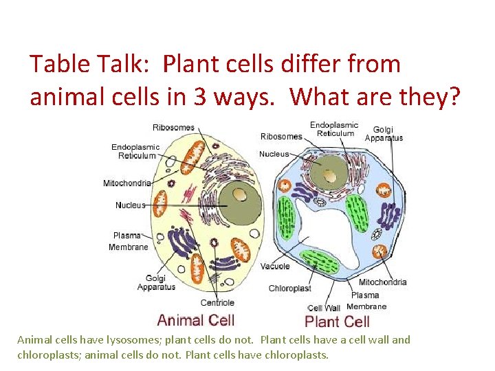Table Talk: Plant cells differ from animal cells in 3 ways. What are they?