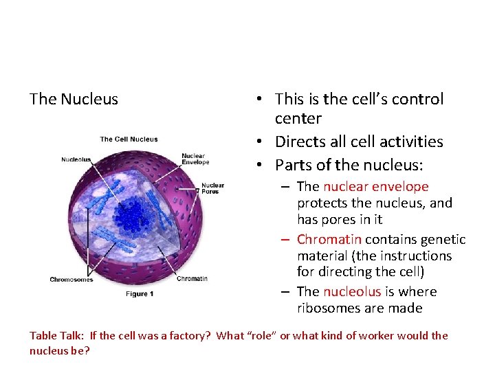 The Nucleus • This is the cell’s control center • Directs all cell activities