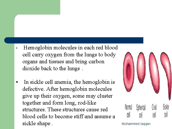  • Hemoglobin molecules in each red blood cell carry oxygen from the lungs