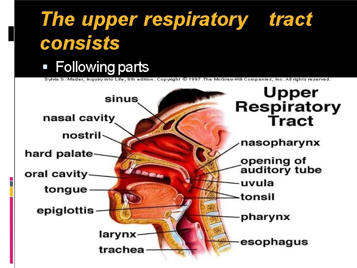 The upper respiratory consists Following parts tract 