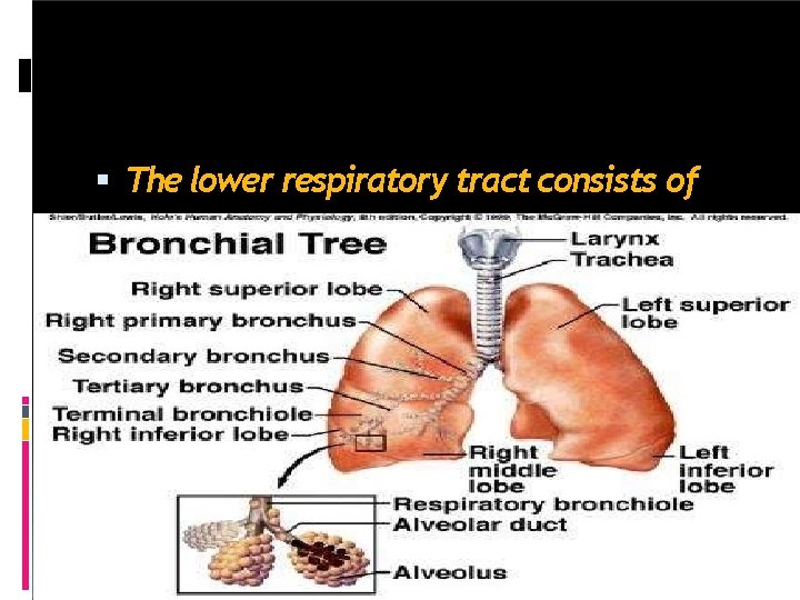  The lower respiratory tract consists of 