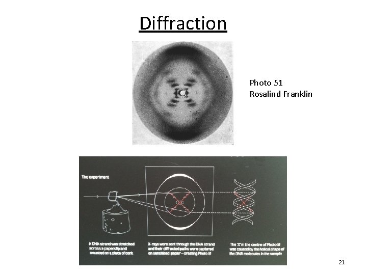 Diffraction Photo 51 Rosalind Franklin 21 Diffraction Photo 51 Rosalind Franklin 21