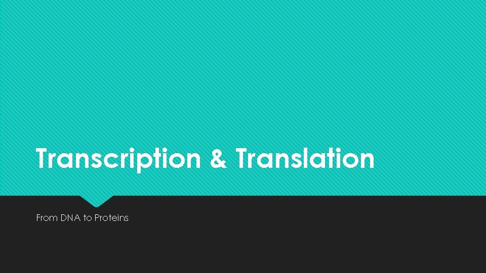 Transcription & Translation From DNA to Proteins 