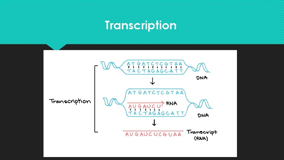 Transcription 
