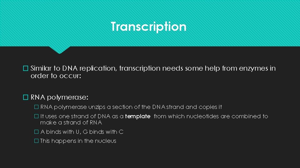 Transcription � Similar to DNA replication, transcription needs some help from enzymes in order
