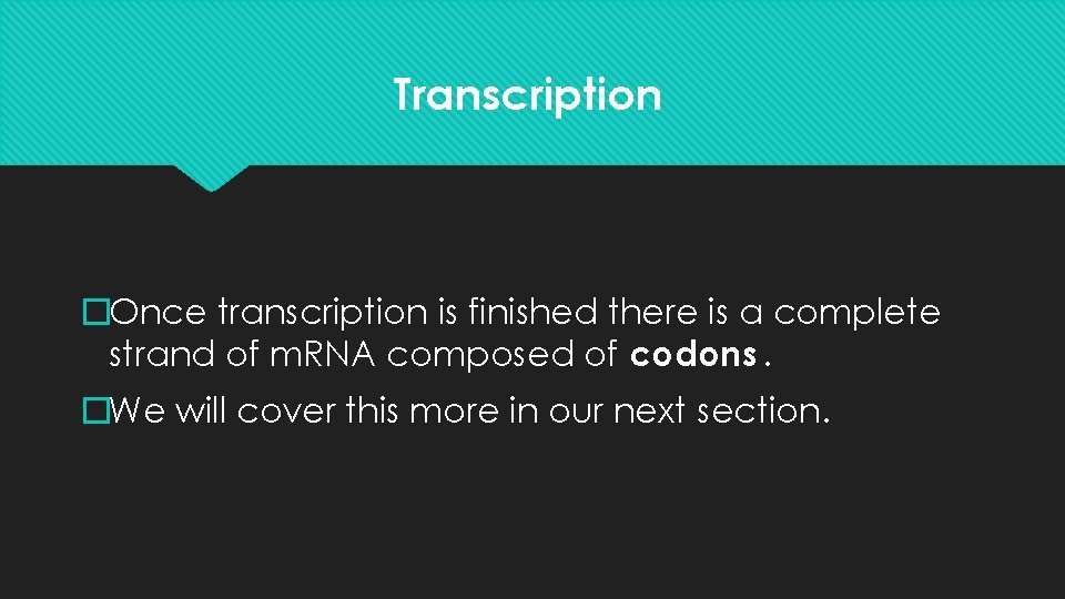 Transcription �Once transcription is finished there is a complete strand of m. RNA composed