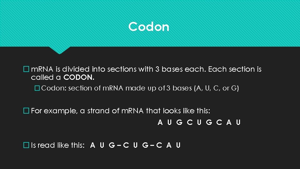Codon � m. RNA is divided into sections with 3 bases each. Each section