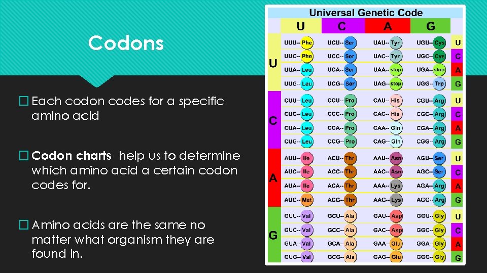 Codons � Each codon codes for a specific amino acid � Codon charts help