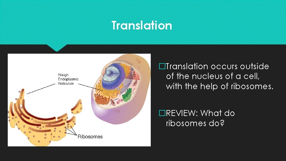 Translation �Translation occurs outside of the nucleus of a cell, with the help of
