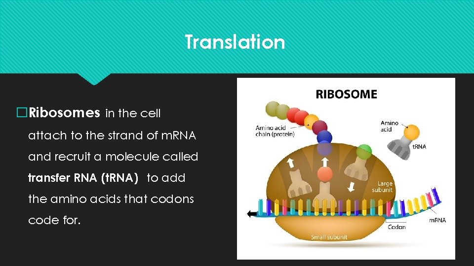 Translation �Ribosomes in the cell attach to the strand of m. RNA and recruit
