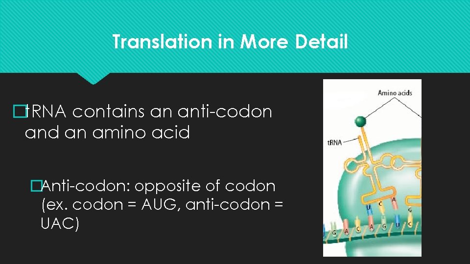 Translation in More Detail �t. RNA contains an anti-codon and an amino acid �Anti-codon: