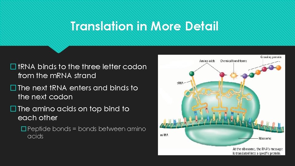 Translation in More Detail � t. RNA binds to the three letter codon from