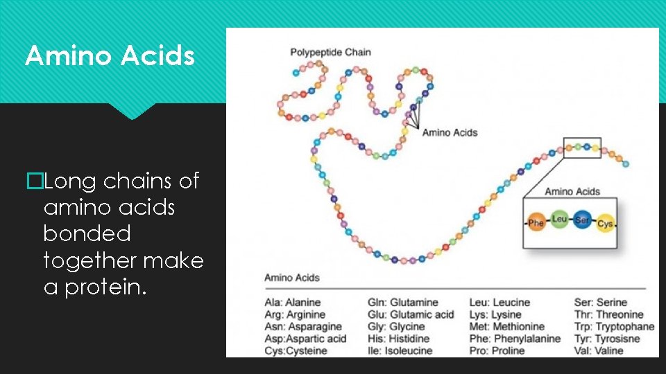 Amino Acids �Long chains of amino acids bonded together make a protein. 