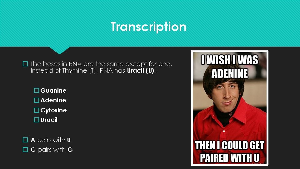 Transcription � The bases in RNA are the same except for one. Instead of