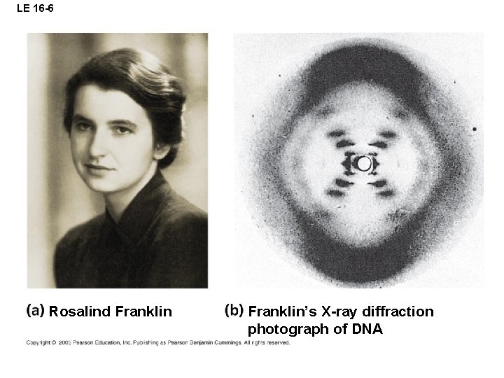 LE 16 -6 Rosalind Franklin’s X-ray diffraction photograph of DNA 