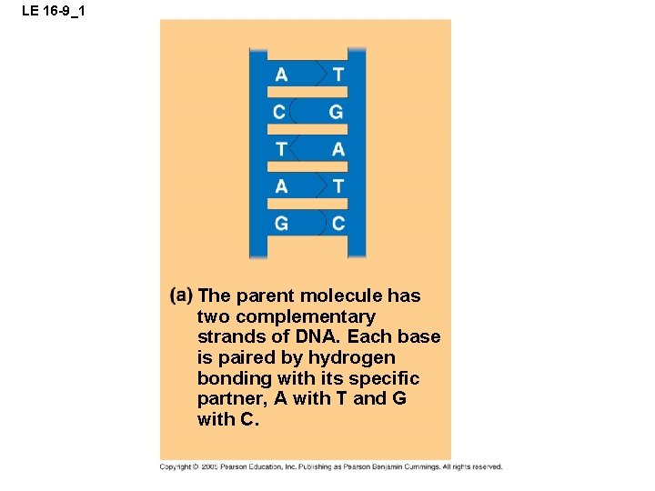 LE 16 -9_1 The parent molecule has two complementary strands of DNA. Each base