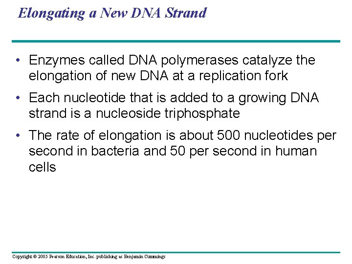 Elongating a New DNA Strand • Enzymes called DNA polymerases catalyze the elongation of