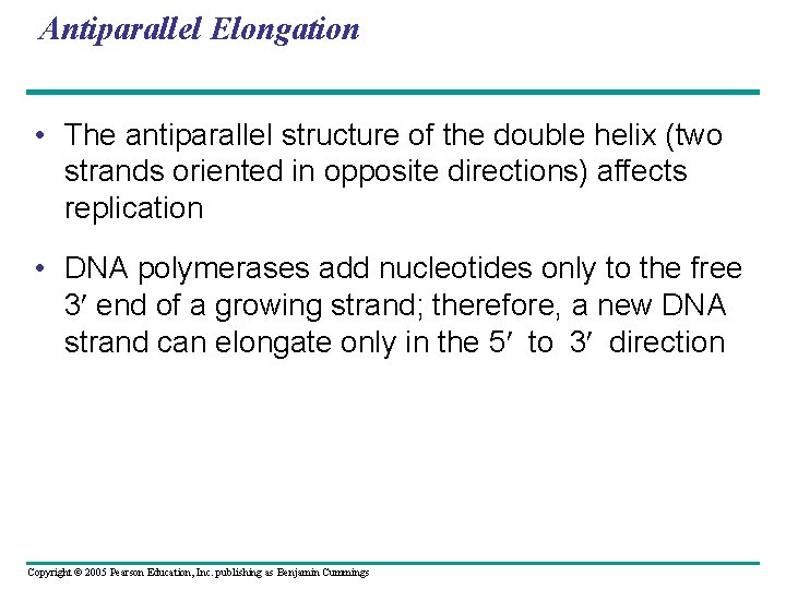Antiparallel Elongation • The antiparallel structure of the double helix (two strands oriented in