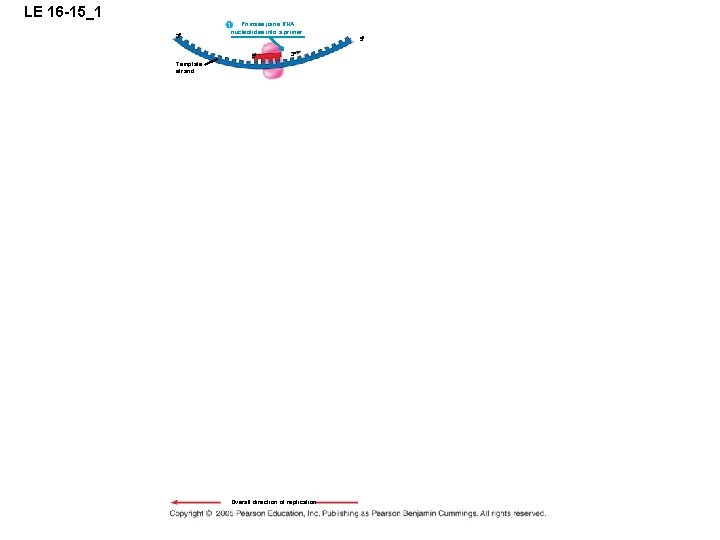 LE 16 -15_1 3 Primase joins RNA nucleotides into a primer. 5 5 3