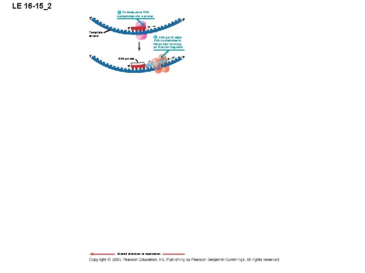LE 16 -15_2 3 Primase joins RNA nucleotides into a primer. 5 5 Template