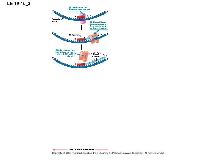 LE 16 -15_3 Primase joins RNA nucleotides into a primer. 3 5 5 Template