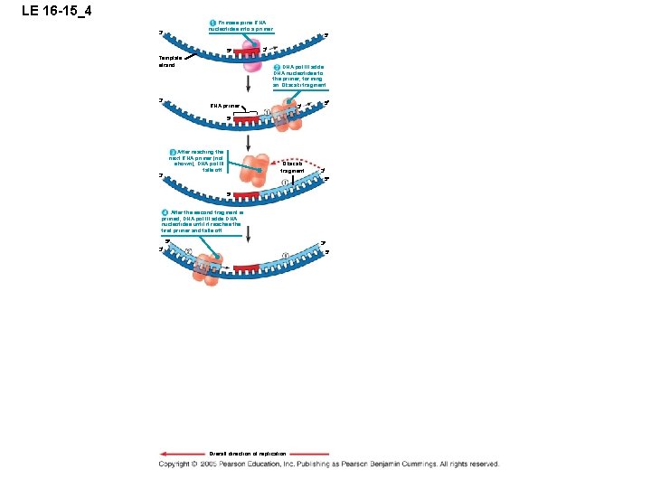 LE 16 -15_4 Primase joins RNA nucleotides into a primer. 3 5 5 Template