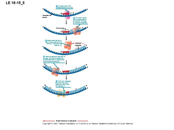 LE 16 -15_5 Primase joins RNA nucleotides into a primer. 3 5 5 3