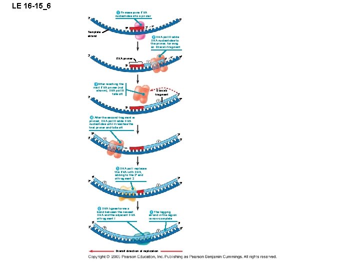 LE 16 -15_6 Primase joins RNA nucleotides into a primer. 3 5 5 3