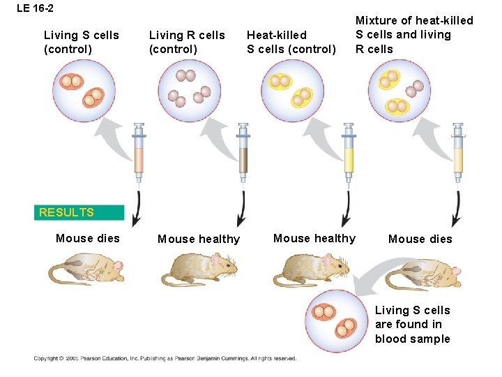 LE 16 -2 Living S cells (control) Living R cells (control) Heat-killed S cells