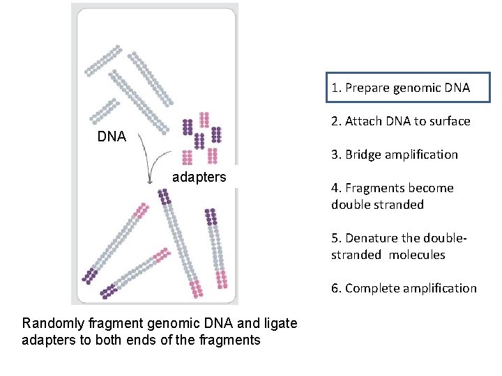 1. Prepare genomic DNA 2. Attach DNA to surface DNA 3. Bridge amplification adapters