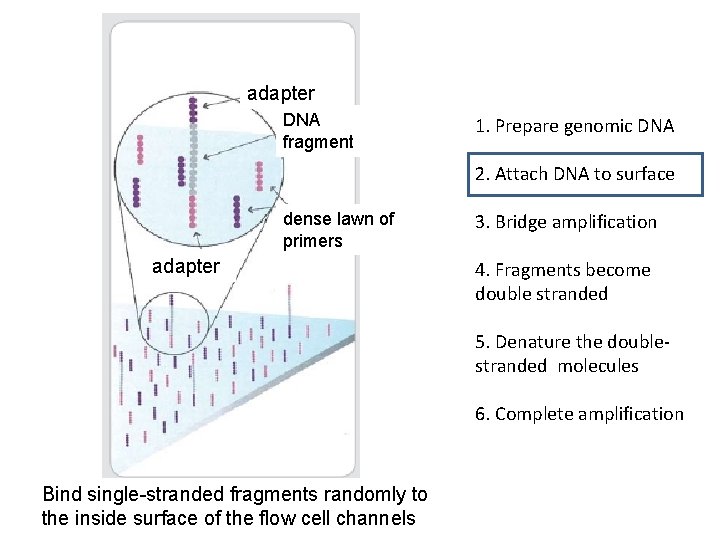 adapter DNA fragment 1. Prepare genomic DNA 2. Attach DNA to surface dense lawn