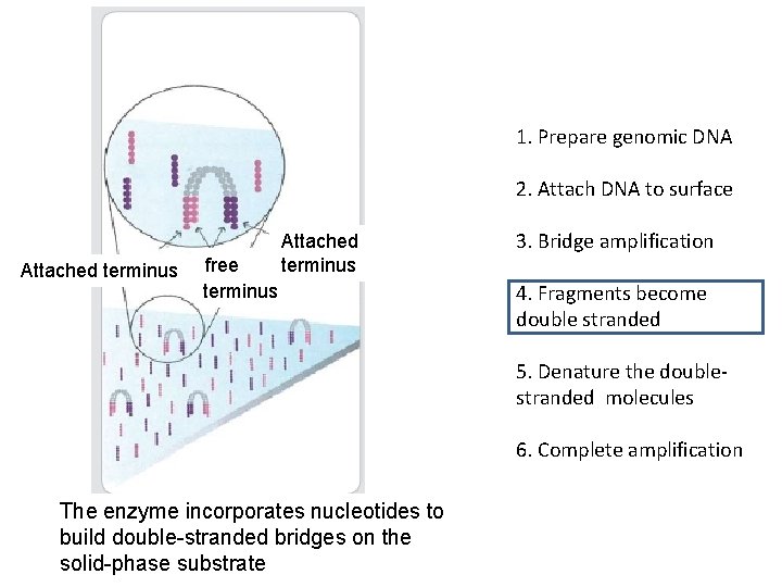 1. Prepare genomic DNA 2. Attach DNA to surface Attached terminus free terminus Attached