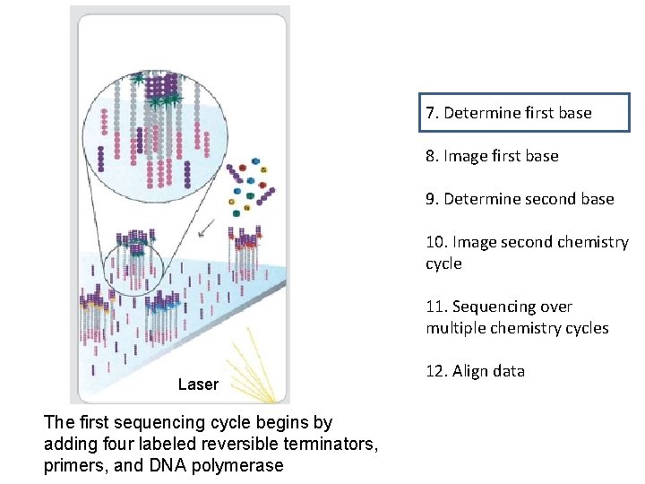 7. Determine first base 8. Image first base 9. Determine second base 10. Image