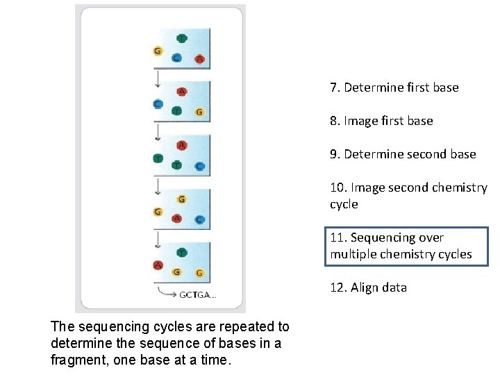 7. Determine first base 8. Image first base 9. Determine second base 10. Image