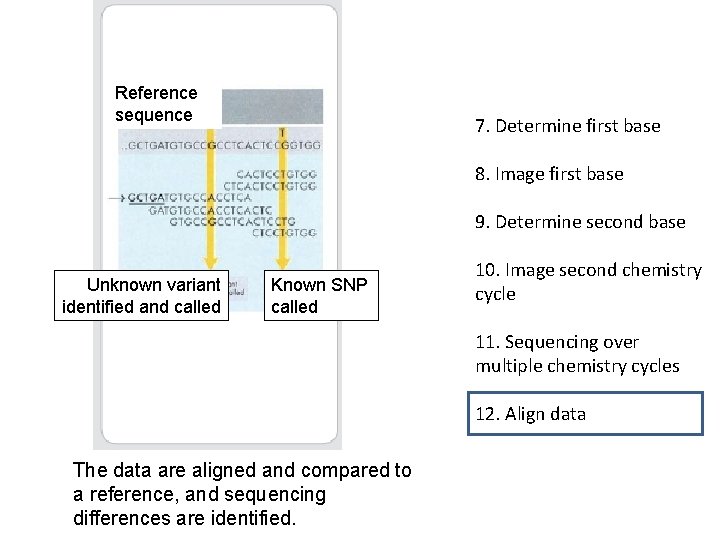 Reference sequence 7. Determine first base 8. Image first base 9. Determine second base