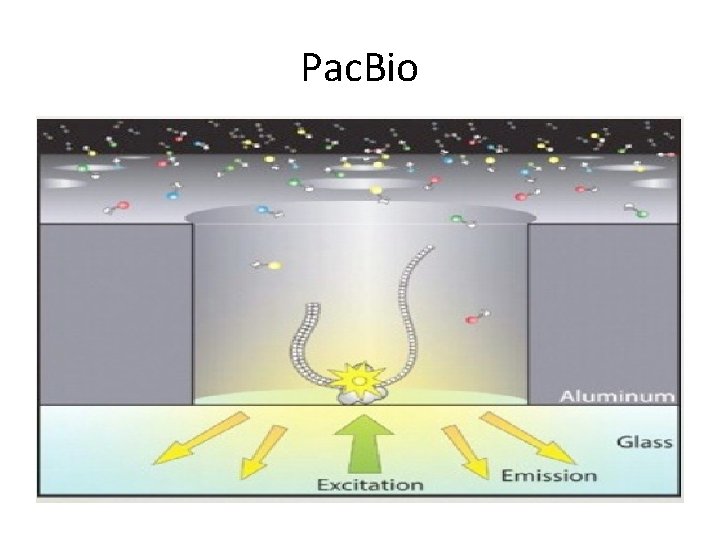 Pac. Bio 