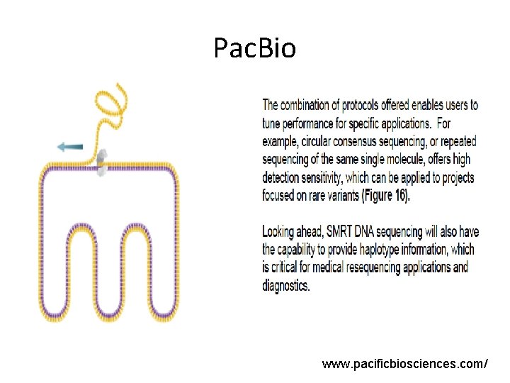 Pac. Bio www. pacificbiosciences. com/ 