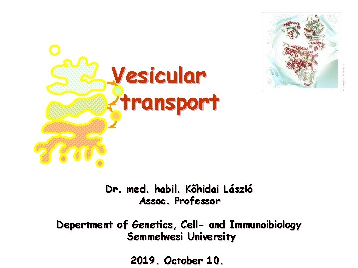 Vesicular transport Dr. med. habil. Kőhidai László Assoc. Professor Depertment of Genetics, Cell- and
