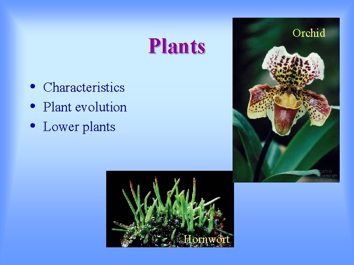 Plants • • • Characteristics Plant evolution Lower plants Hornwort Orchid 