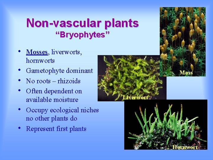 Non-vascular plants “Bryophytes” • • • Mosses, liverworts, hornworts Gametophyte dominant No roots –