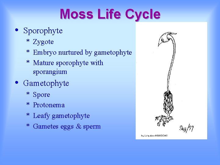Moss Life Cycle • Sporophyte * Zygote * Embryo nurtured by gametophyte * Mature