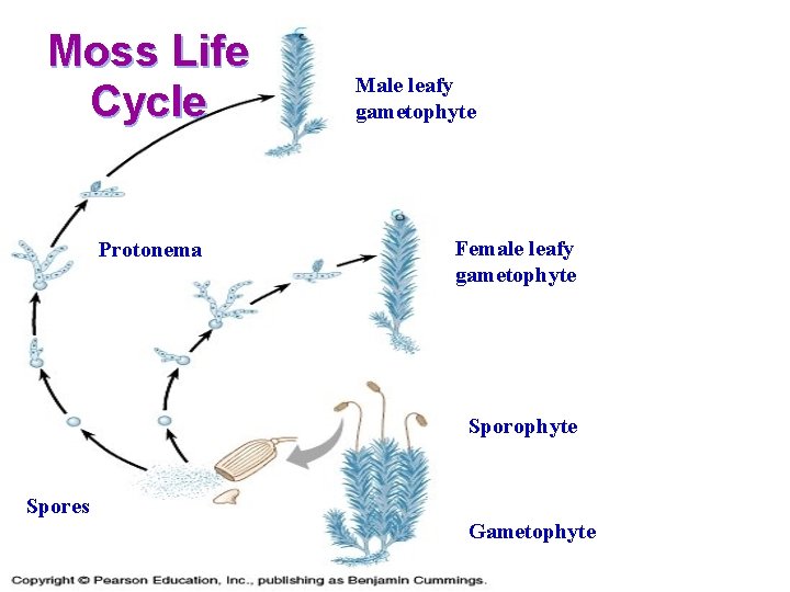 Moss Life Cycle Protonema Male leafy gametophyte Female leafy gametophyte Spores Gametophyte 